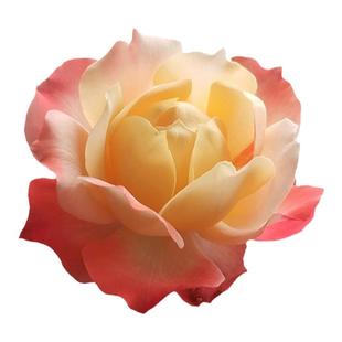 白荔枝安布里奇苹果运气三文鱼阳台小空间四季耐寒冷热浓香多大花