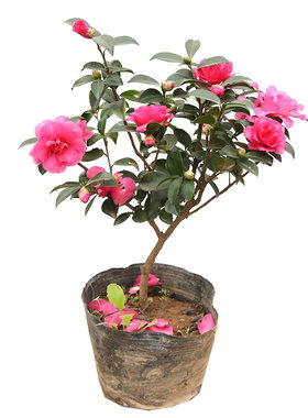 小玫瑰茶梅 山茶花树小苗品种盆栽花卉好养四季绿植物室外种庭院