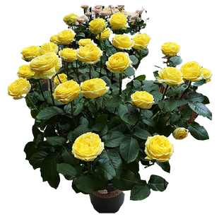 卡特琳娜黄色浓香切花玫瑰花苗阳台月季花盆栽花园花卉绿植物四季