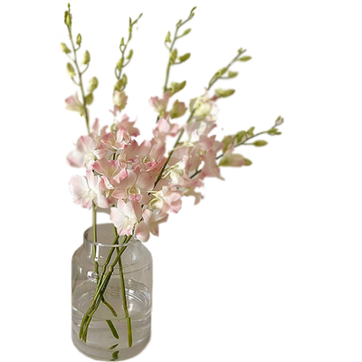 洋兰鲜花水养插花千代兰进口花