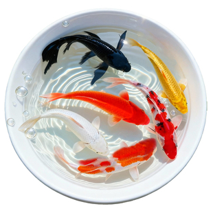 顺丰观赏鱼锦鲤鱼金鱼活鱼大型冷水淡水鱼活体懒人好养耐活新手鱼