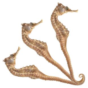 中药材海马干货海马一公一母配对泡酒海龙药典煲汤雌雄一对药饮片