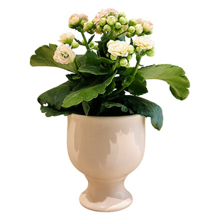 少女粉长寿花盆栽室内桌面耐旱花卉绿植四季开花懒人好养植物爆盆