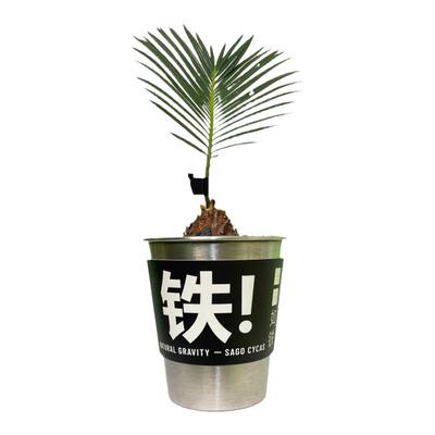 苏铁创意好养办公室礼物