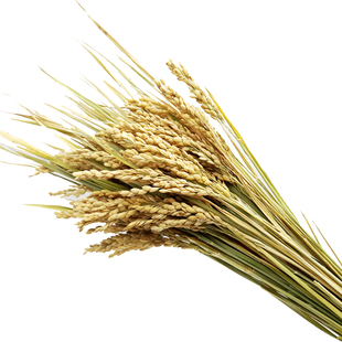 天然稻穗干花水稻装饰稻谷稻子干花家居装饰摆件店铺摆设拍摄道具