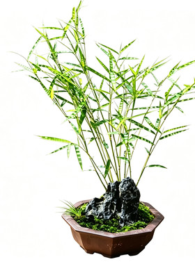 斑纹山野草风竹菲白竹包邮盆栽