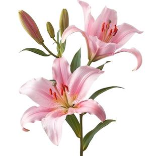 香水百合种球土培进口室内外阳台盆栽耐寒好养盆栽花种子多年生