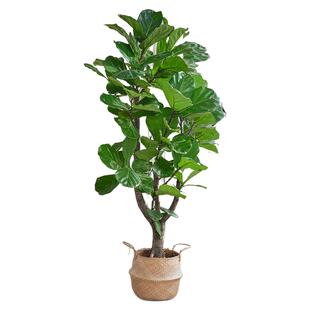 大琴叶榕客厅绿植物室内办公室大型好养老桩大叶盆栽落地大号绿植