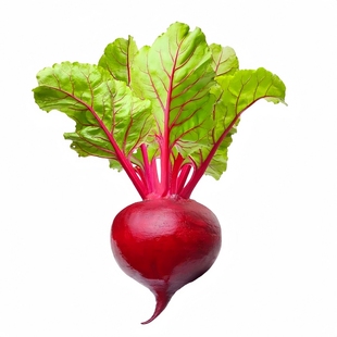 红甜菜根种子紫菜头种籽含糖量高蔬菜春秋播种高产甜菜农家老品种