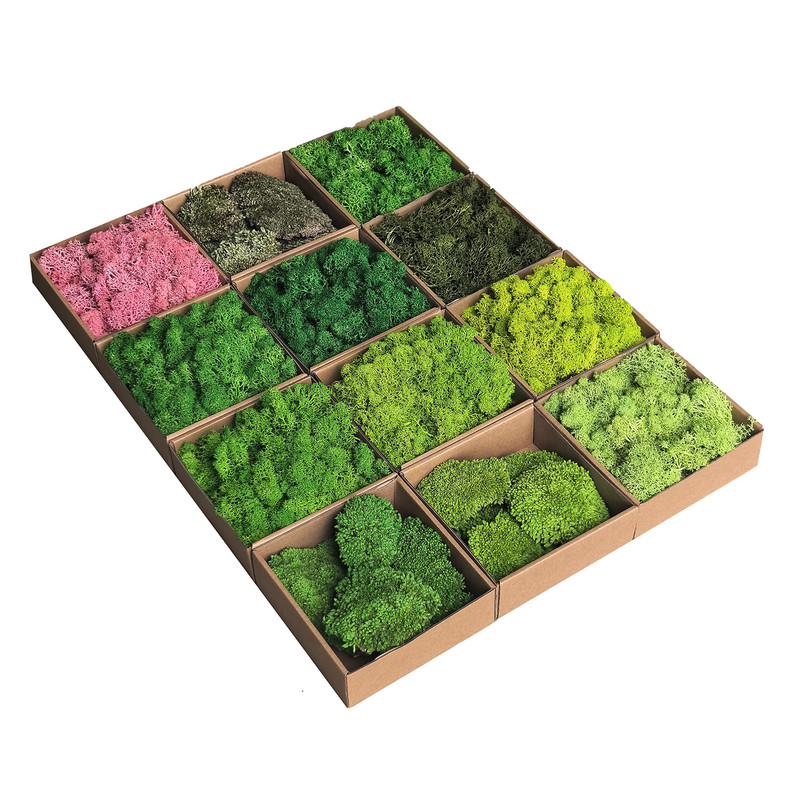永生真苔藓青苔白发大灰驯鹿角蕊