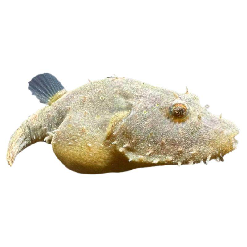毛毛狗头鱼斑马皇冠淡水河豚