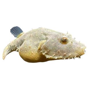 毛毛狗头鱼斑马皇冠淡水河豚潜水艇v字凶热带观赏鱼