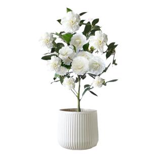 白山茶花盆栽带花苞东方亮鲜花树苗四季室内花卉阳台四季好养植物