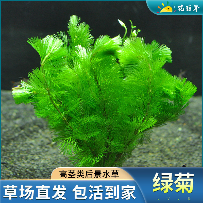 绿菊水草植物活净水真草鱼缸水草造景蜈蚣草阴性草缸新手套餐