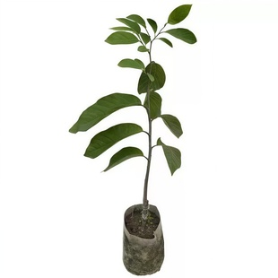 玫瑰释迦果苗嫁接牛奶凤梨释迦果树苗盆栽地栽当年结果榴莲释迦苗