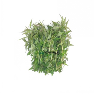 云南德宏特产香料 香柳香辣柳香菜野菜 香柳菜  煮鱼火锅 2斤包邮