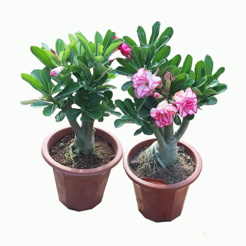 重瓣沙漠玫瑰花苗盆栽四季花卉绿植物老桩室内阳台小盆景开花不断