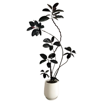 黑金刚橡皮树客厅绿植物高