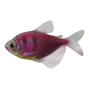 紫老虎天使观赏鱼淡水热带鱼小型鱼金鱼活鱼好养耐活七彩鱼神仙鱼