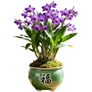 紫云香水石斛兰盆栽带花四季花苗开花带花苞客厅室内绿植花卉好养