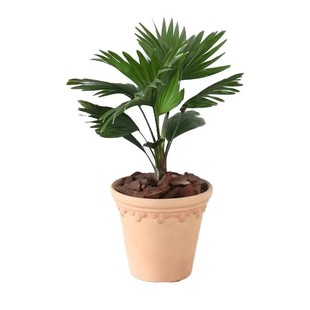 常春藤盆栽新款庭院书房金边银边长春藤净化空气室内吊兰绿植包邮