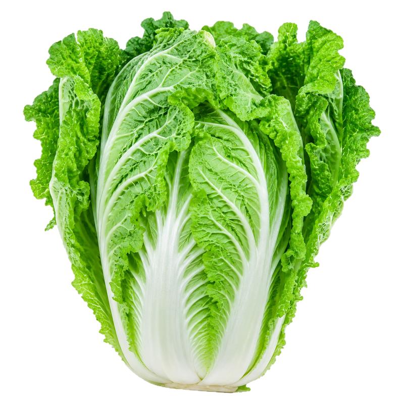 麻叶火锅白菜种子叶多无筋高产抗病早熟秋季播大田大白菜蔬菜种子