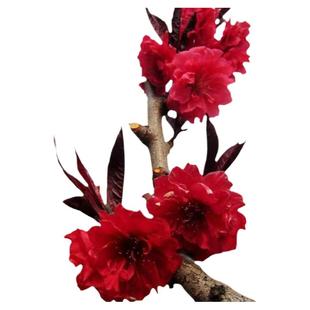 庭院观赏桃花红叶碧桃树苗紫叶碧桃苗工程绿化苗紫叶桃别墅风景树