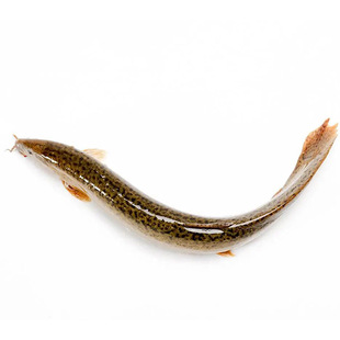 台湾泥鳅活体喂乌龟喂鱼翘嘴鲈鱼黑鱼饵料放养路亚娱乐