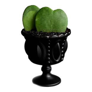 心叶球兰盆栽多肉植物室内桌面好养活绿植创意幼儿园卡通装饰摆件