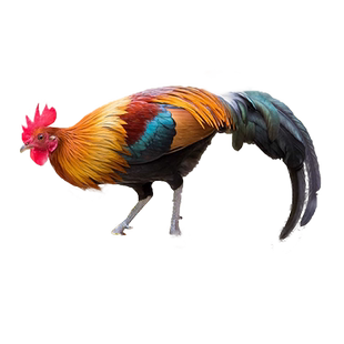 茶花鸡种蛋受精蛋原鸡野鸡正宗白耳茶花鸡受精蛋鸡蛋种蛋可孵化