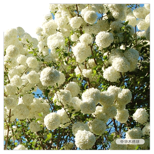 虹越绣球花中华木绣球盆栽花苗阳台庭院斗球树苗耐热花园花卉植物