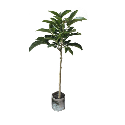 白柿冰淇淋果树苗嫁接状元红白柿