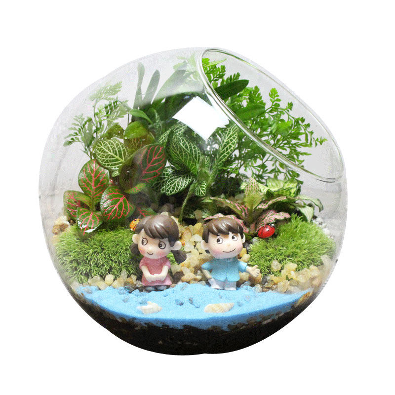 diy包邮创意迷你盆栽苔藓生态瓶