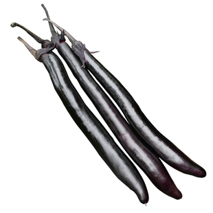 日本经典长茄茄子种子种籽苗秧黑紫色特长老品种蔬菜带土孑秧苗