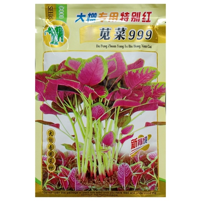 大棚专用特别红苋菜999种子大红