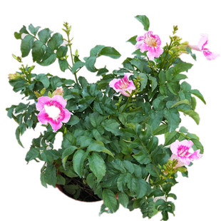 风雨兰花苗白黄初恋粉盆栽庭院花镜地被植物多年花期久状态好带花