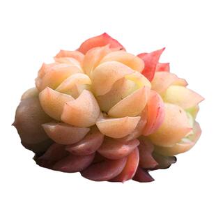 柠檬贝瑞 群生(散群) 一物一拍多肉植物月影系迷你控养清满38包邮