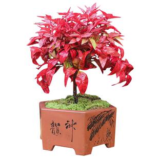 火焰南天竹盆栽秋色南天竺花苗红叶红宝石湾流青柠檬花园耐寒植物