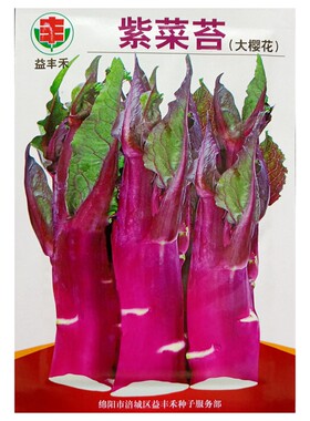 大樱花红菜苔种子紫菜心粗杆5克