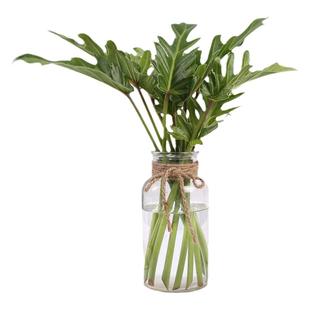 尤加利叶银叶菊云南直批花店天堂鸟叶小天使一叶兰配花配草龟背叶