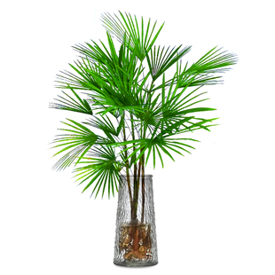 金山棕竹水培植物室内好养富贵竹子客厅招财发财竹水竹大型绿植物