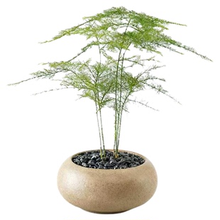 文竹盆栽创意迷你拇指工位绿植物客厅桌面办公桌室内四季常青花卉