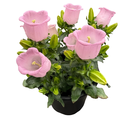 风铃草花种室外室内四季播种开花盆栽花籽阳台易活花种籽子孑草籽