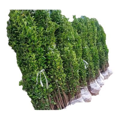 北海道冬青四季常青庭院耐寒绿植