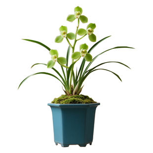 【新集圆】兰花苗细叶春兰名贵盆栽花卉植物浓香型兰草国兰带花苞