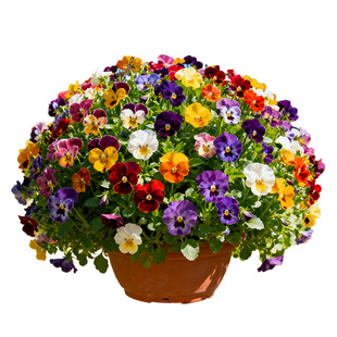 【三色堇】角堇花苗皱边小兔子冬春开花庭院花卉烘培西餐装饰花朵