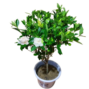 独杆大花牡丹栀子花树苗盆栽四季常青室内阳台浓香型花卉棒棒糖