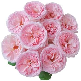 a级玫瑰粉荔枝玫瑰鲜花插花梦金鹏云南基地荔枝玫瑰花曼塔鲜切花