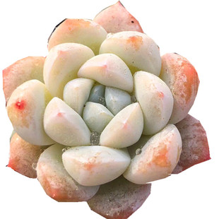 【如梦令 阿尔巴佳人】 一物一拍  多肉植物 非睫毛麦秆 大棚绿植