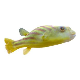 斑马狗头鱼苗河豚气鼓鱼凶猛淡水热带鱼活体包牙口潜水艇包邮包活